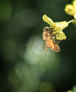 18th Aug 2021 - Buzzy Bee