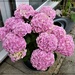 Candy-floss Pink Hydrangea by beryl