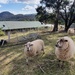 Sheep  by kgolab