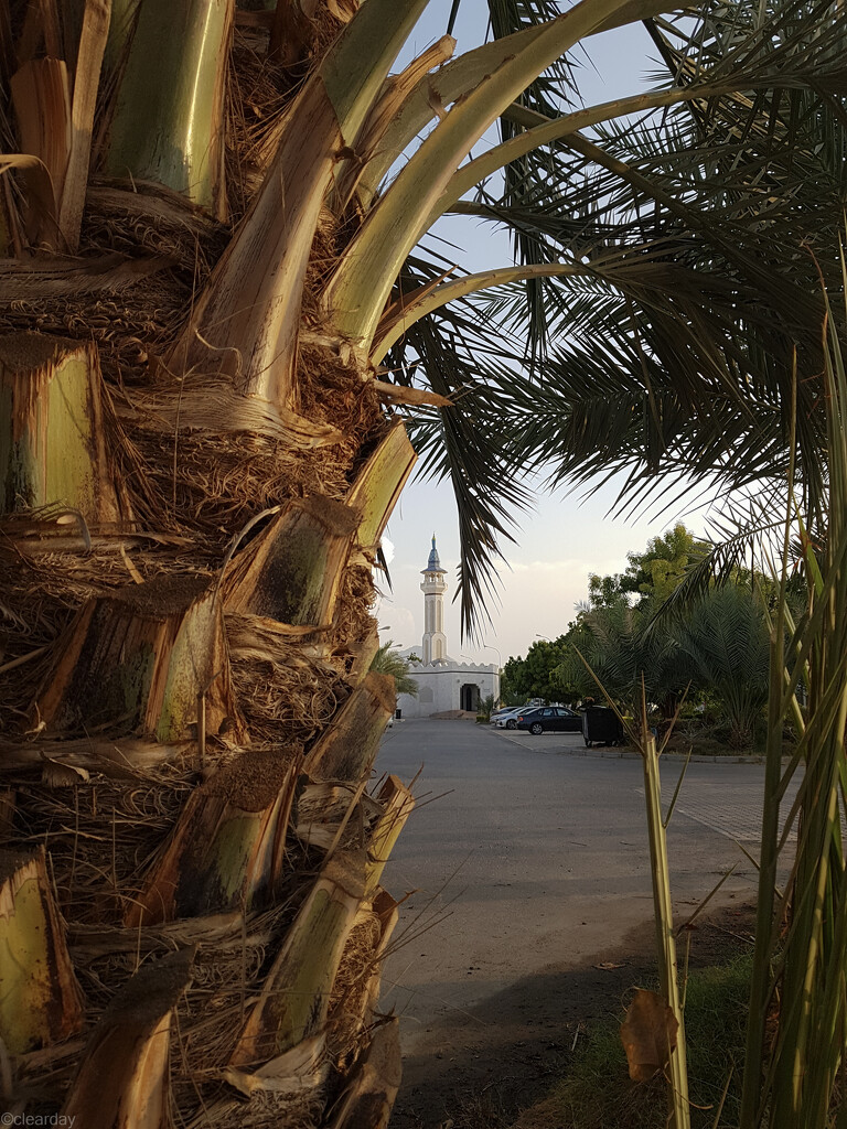 Common Muscat sights by clearday