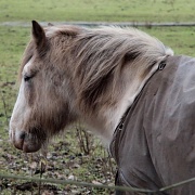 15th Jan 2011 - Pony
