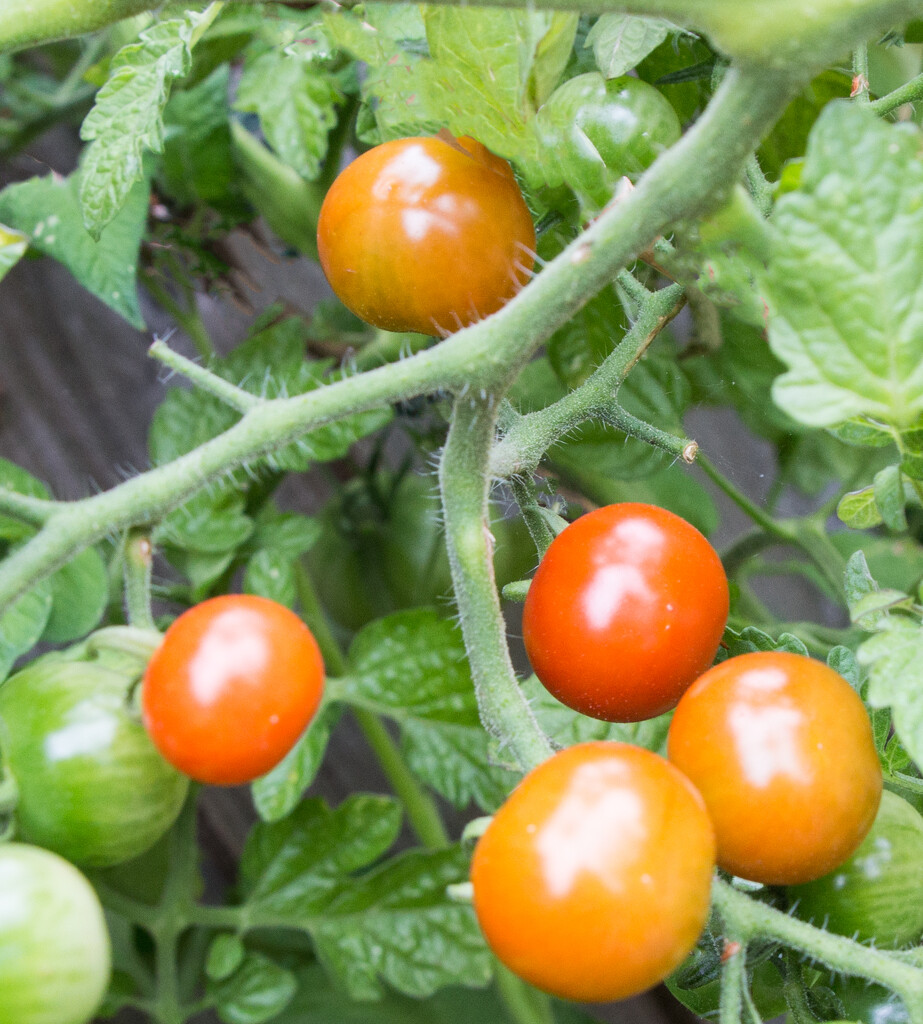 Tomatoes ripening by busylady