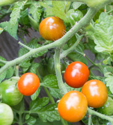 21st Aug 2021 - Tomatoes ripening