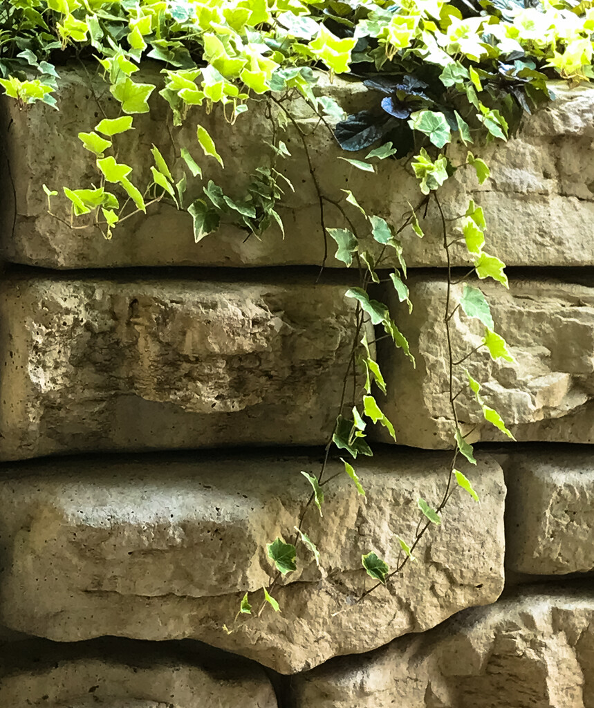 Ivy on a wall by mittens