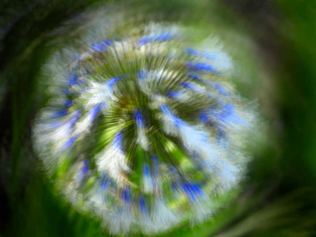 Agapanthus in a blur... by jon_lip