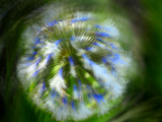 22nd Aug 2021 - Agapanthus in a blur...