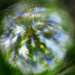 Agapanthus in a blur... by jon_lip
