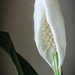Peace Lily Unfurling by mumswaby