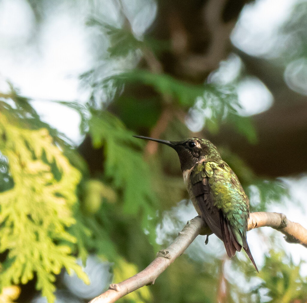 Female Ruby-throated Hummingbird by radiogirl