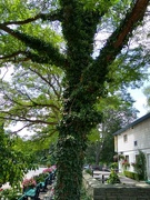 21st Aug 2021 - Tree covered with ivy