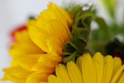 21st Aug 2021 - Sunflower to Start Year 6 