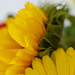 Sunflower to Start Year 6  by phil_sandford