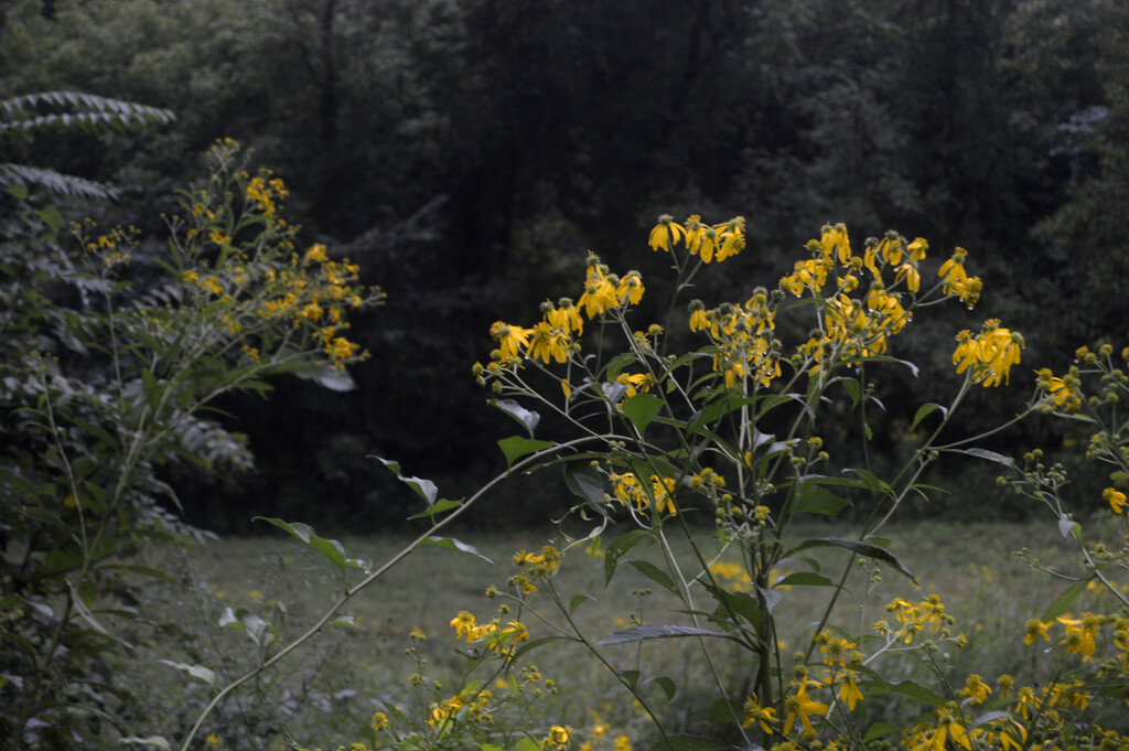 yellow flowers at dawn by francoise