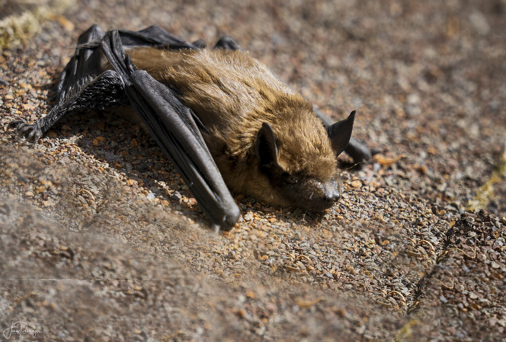 Bat Visitor  by jgpittenger