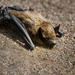 Bat Visitor  by jgpittenger