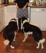 13th Jan 2011 - Helen surrounded by dogs