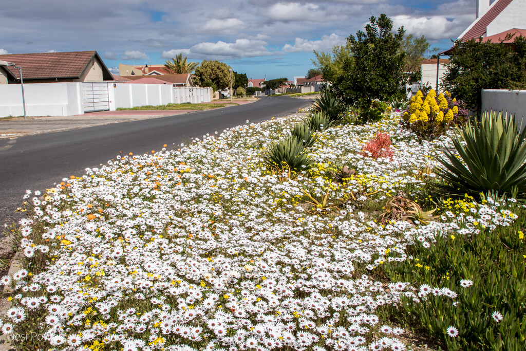 Wildflowers along my road by seacreature