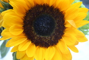 21st Aug 2021 - Sunflower