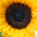 Sunflower by jb030958