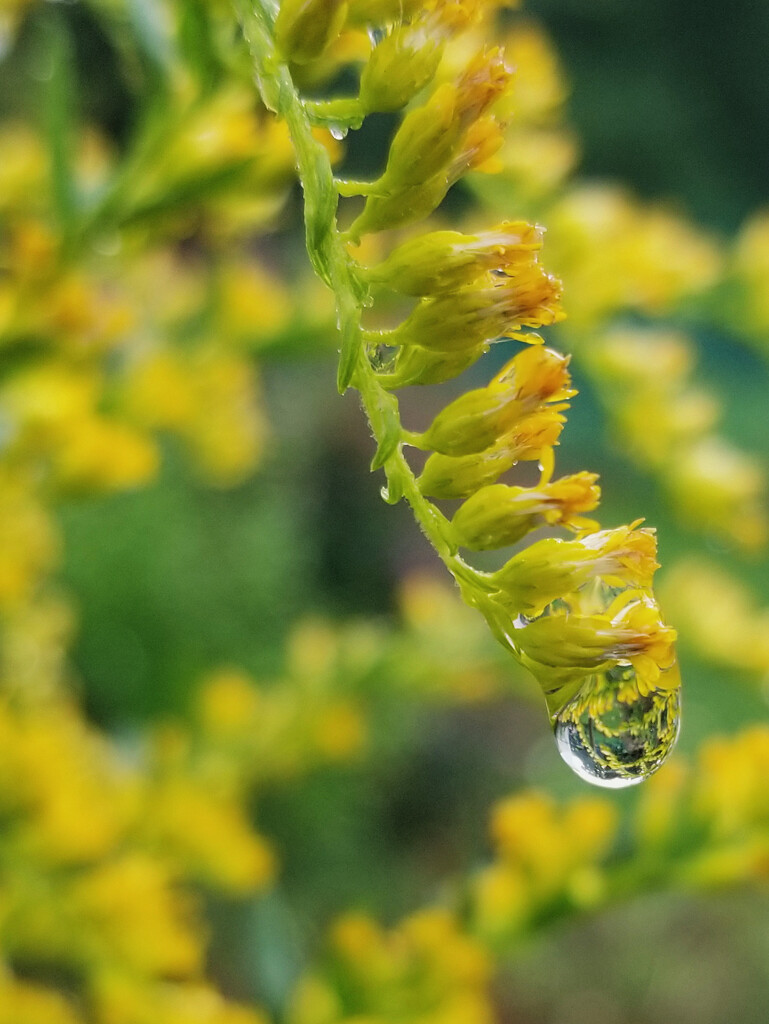 Refracted Goldenrod by ljmanning