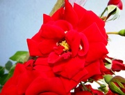 5th Aug 2021 - Crvena ruža