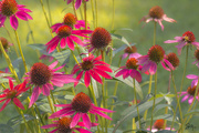 5th Aug 2021 - Bed of Cone Flowers