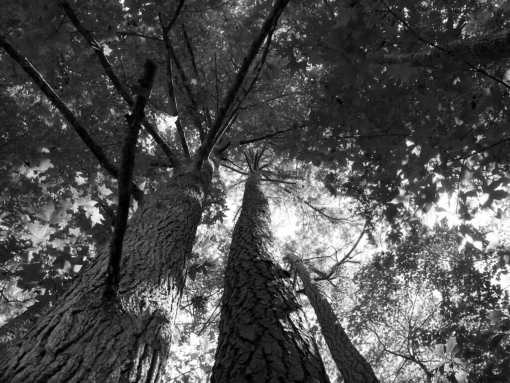 Under a pine and a sweetgum... by marlboromaam