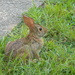 Bunny in Grass Closeup by sfeldphotos