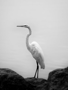 4th Aug 2021 - great egret