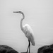 great egret by northy