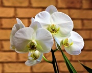 22nd Aug 2021 - White Orchid ~      