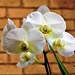 White Orchid ~       by happysnaps