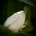 Dewdrops on Magnolia by nickspicsnz
