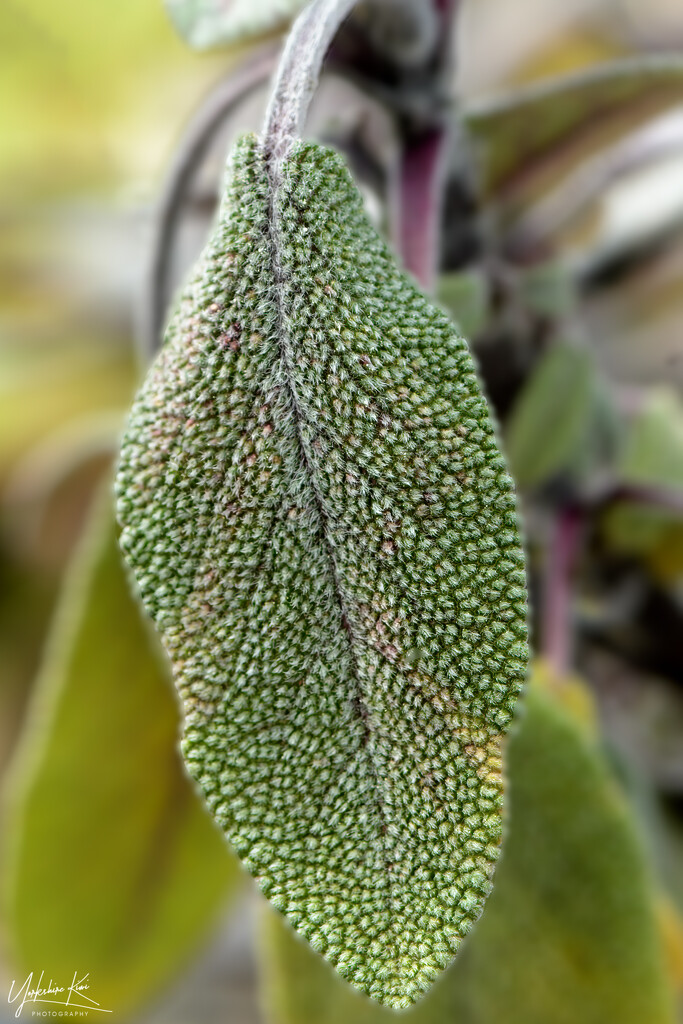 Sage Leaf Texture by yorkshirekiwi
