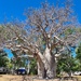 Boab Tree by leestevo