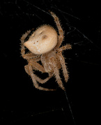 21st Aug 2021 - Jewel Spider
