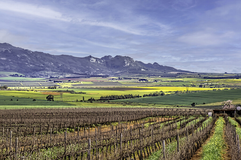 Winter in the Winelands by ludwigsdiana