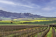 22nd Aug 2021 - Winter in the Winelands