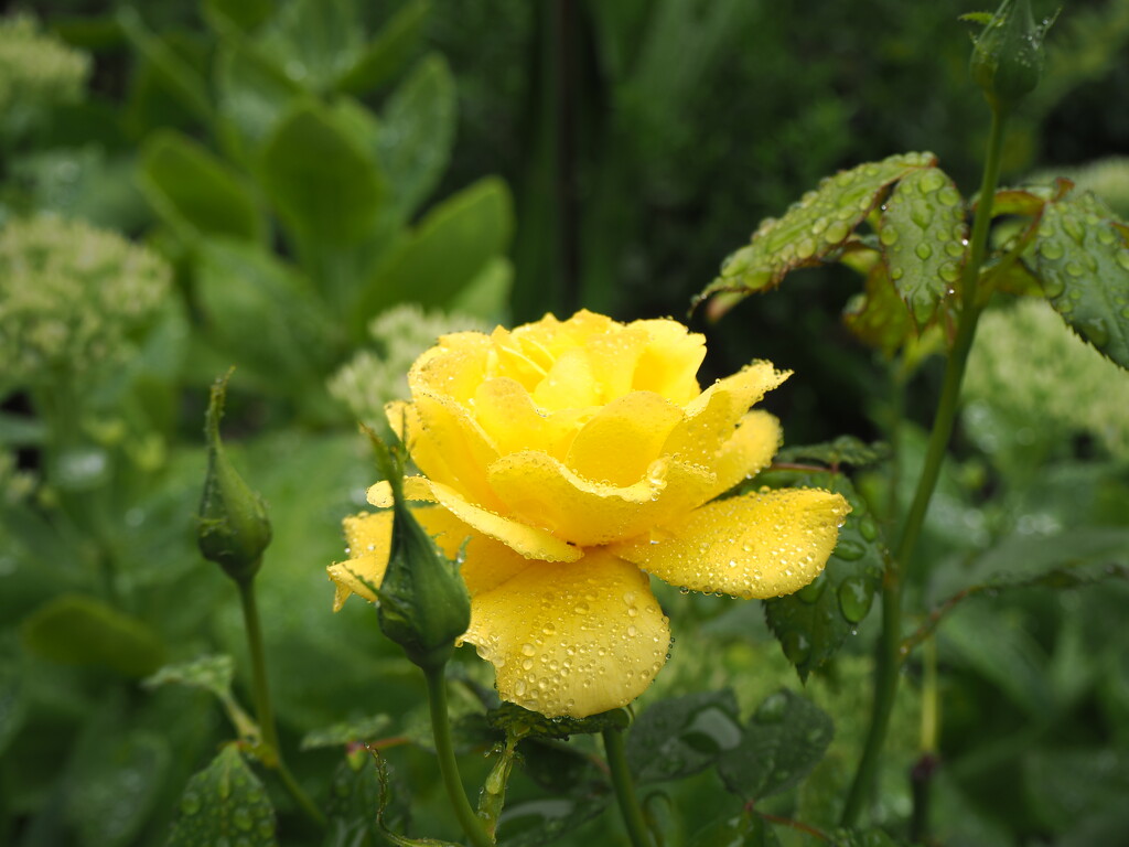 A yellow rose today by monikozi