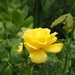 A yellow rose today by monikozi