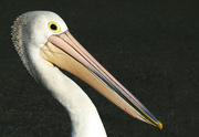 22nd Aug 2021 - Pelican
