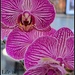 Orchids by madamelucy