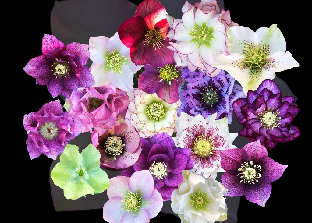 More Hellebores by pusspup