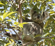 21st Aug 2021 - pilates koala style