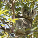 pilates koala style by koalagardens