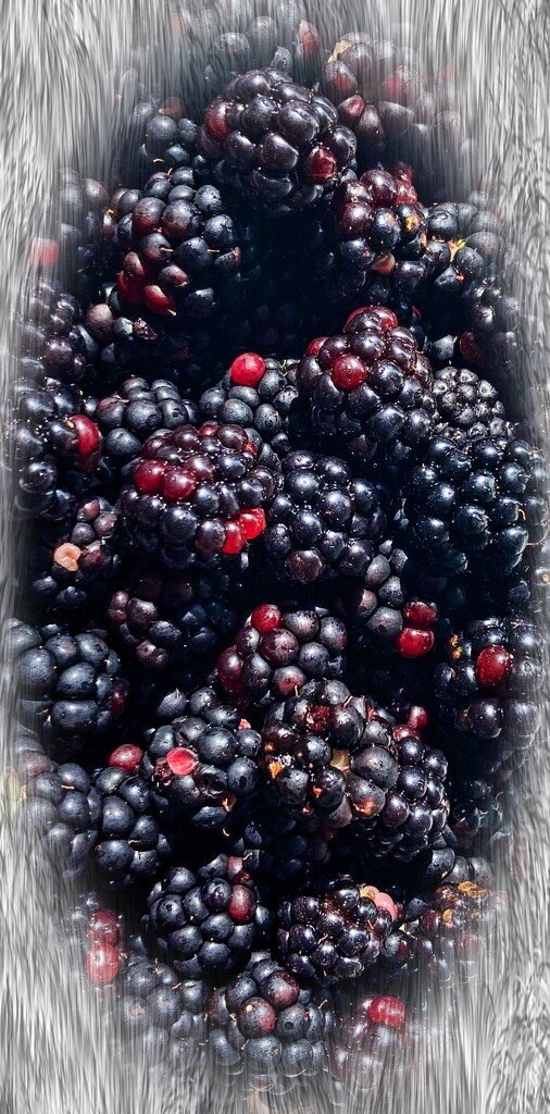 Blackberries by tstb13