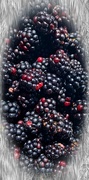 22nd Aug 2021 - Blackberries