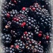 Blackberries by tstb13
