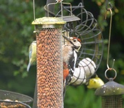 22nd Aug 2021 - Great Spotted Woodpecker
