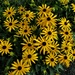 Beautiful yellow flowers with black centres. by grace55